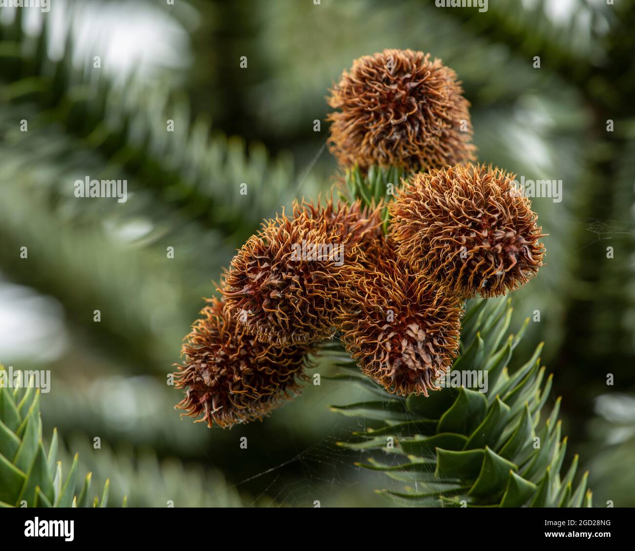 A cluster of male cones on a Monkey Puzzle Tree Stock Photo