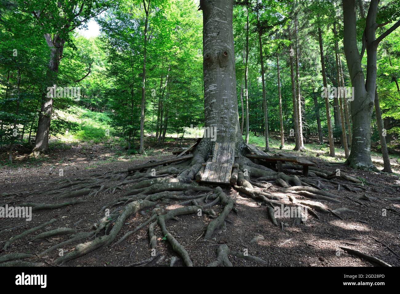 Sparbach, Lower Austria, Austria. Sparbach Nature Park. Wooden loungers under the trees in the nature park Stock Photo