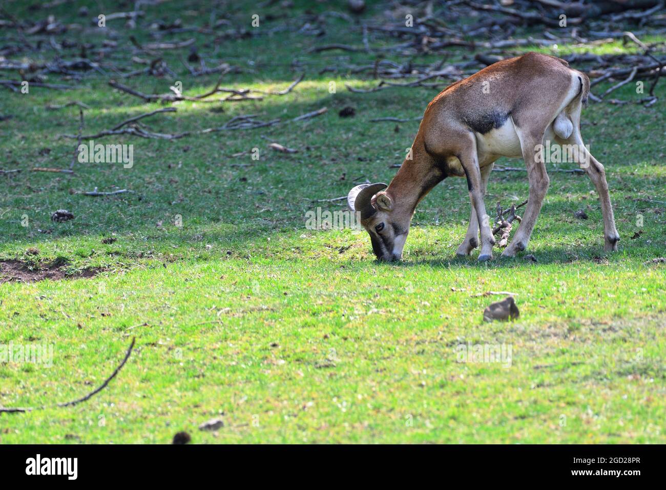 Sparbach, Niederösterreich, Österreich. Naturpark Sparbach.  Mufflon  (Ovis gmelini musimon) Stock Photo