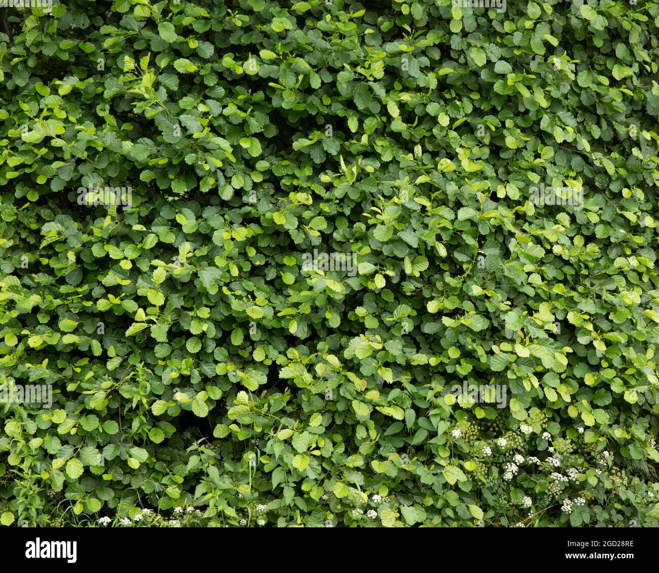 A riverside Alder hedge Stock Photo