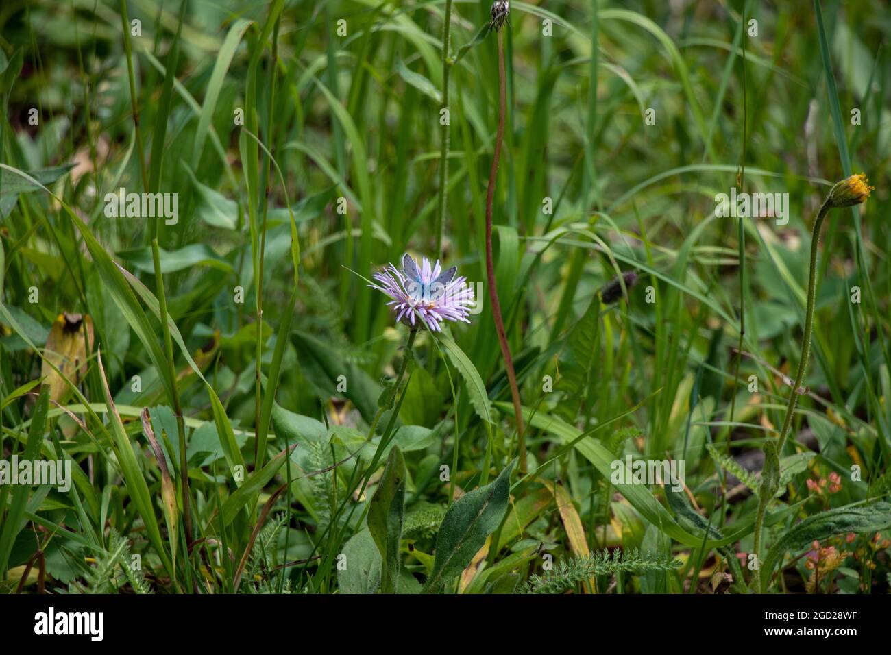 Butterfly on Purple Flower Stock Photo - Alamy
