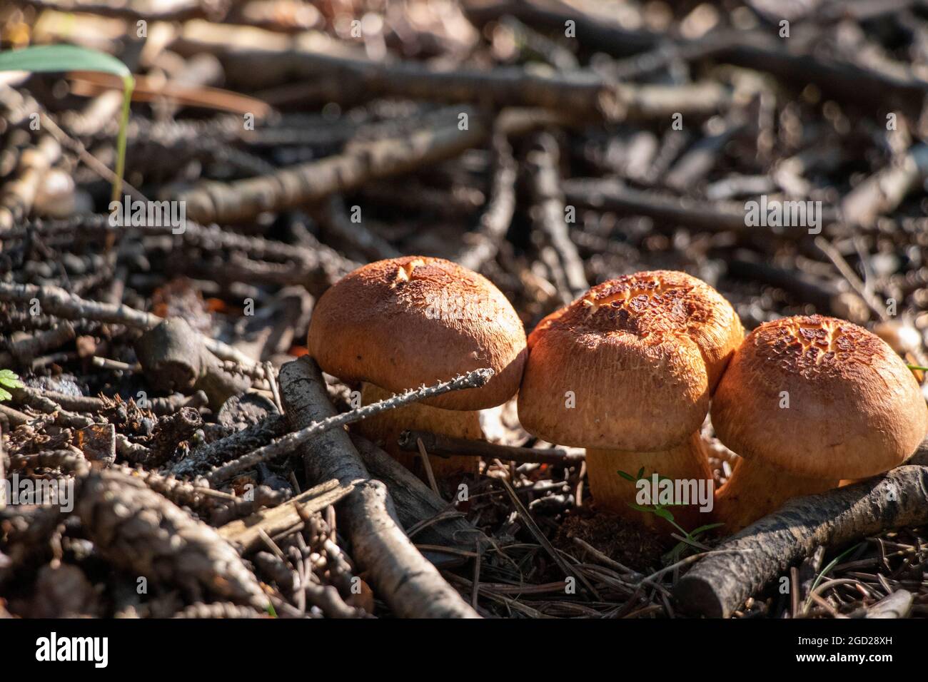 Group of young mushrooms Stock Photo