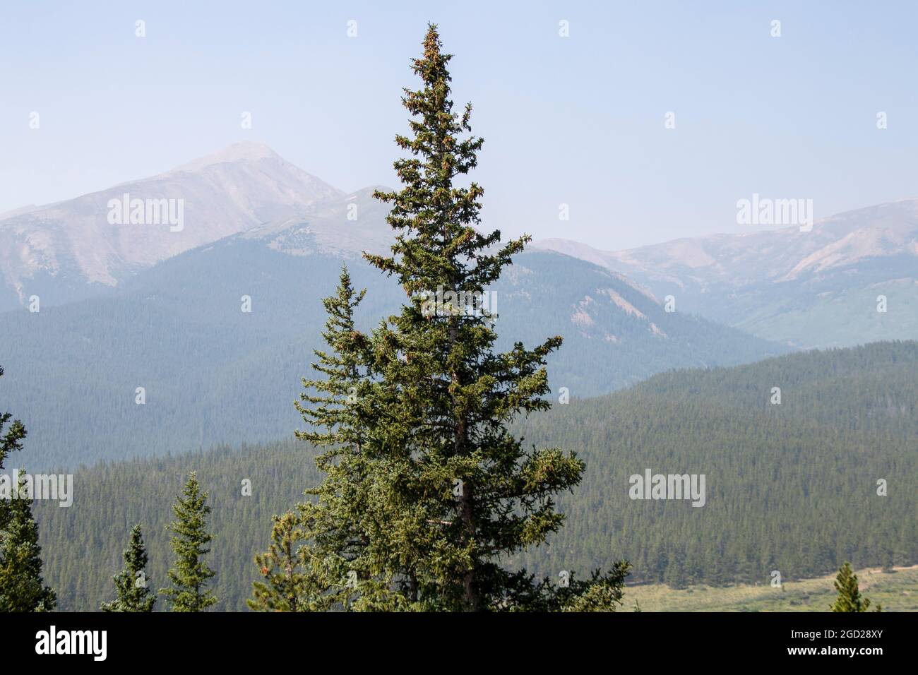 Tall Tree growing in Front of Mountains Stock Photo