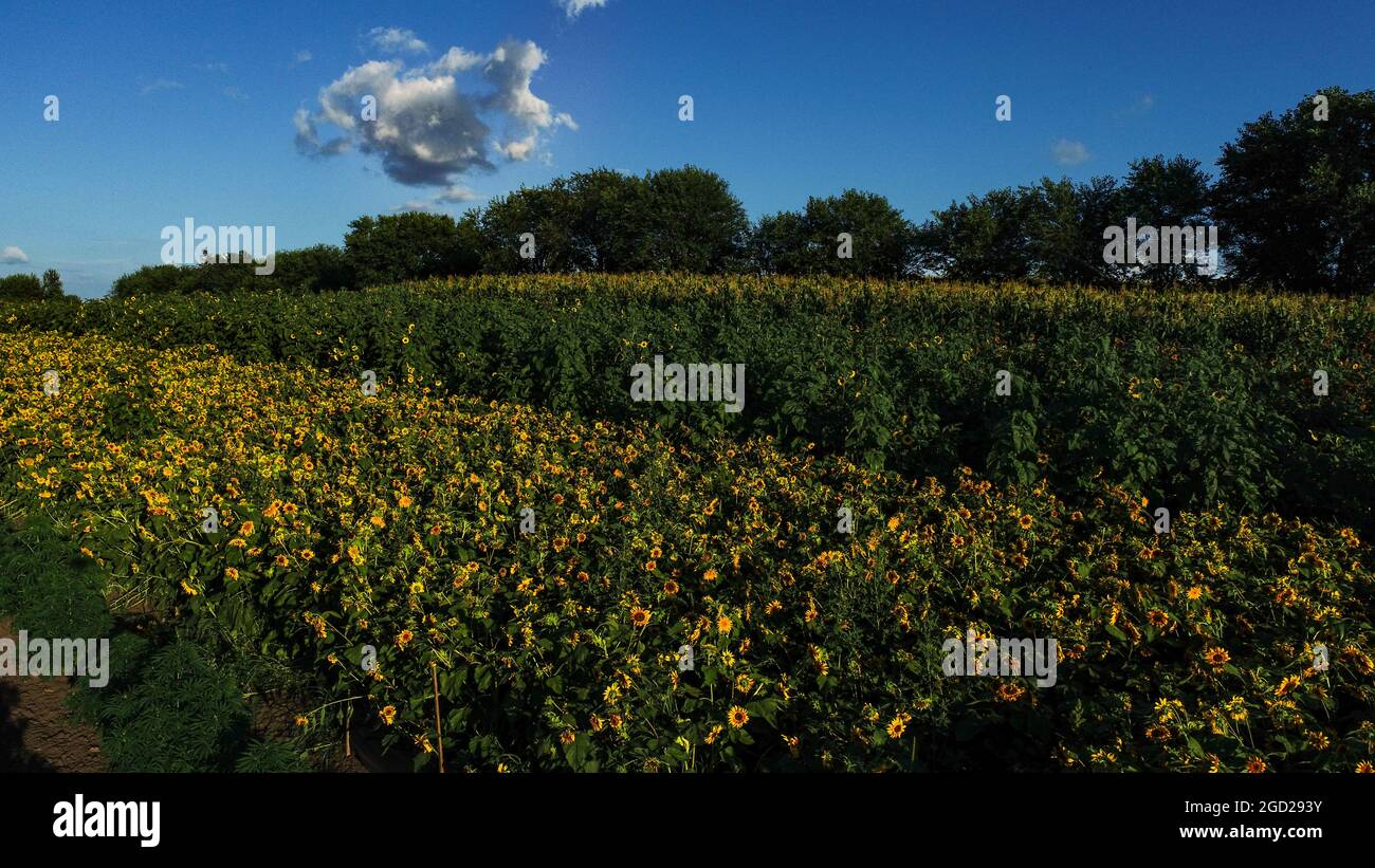 Bigfoot passing through Organic Hemp field 'Lifter' strain 'Cannabis  sativa', pm light Stock Photo - Alamy