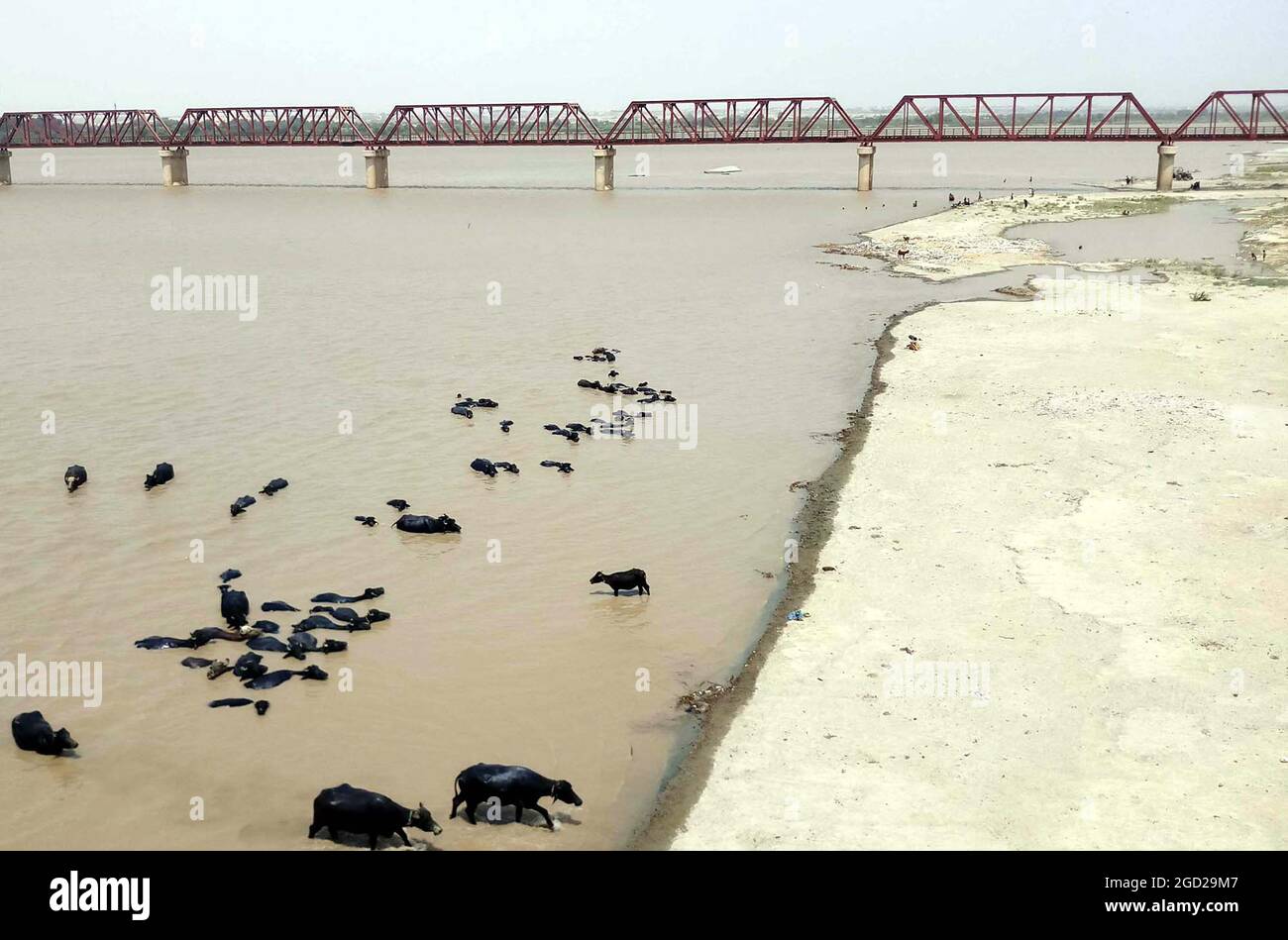 Buffaloes are bathing into Indus river to beat the heat of scorching sun, in Hyderabad on Tuesday, August 10, 2021. Stock Photo