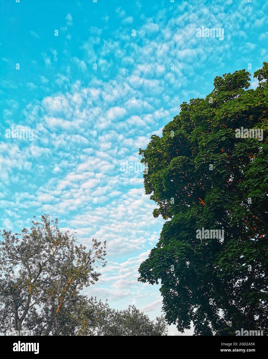 Blue sky and green tree branches in summer time. Trees pulling their green arms to the sun light. Looking up toward trees and blue sky Stock Photo