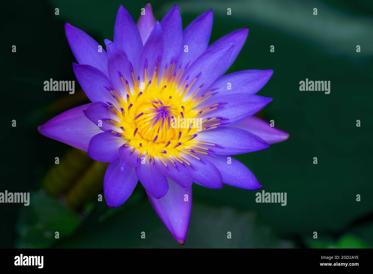 Blue lotus flower color above the dark water. Nymphaea nouchali or Nymphaea stellata Stock Photo