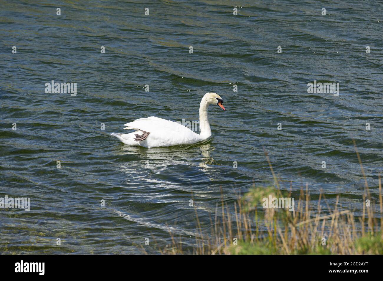 Beautiful white swan swimming in a lake Stock Photo - Alamy