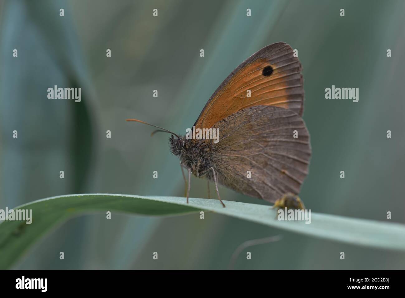 Beautiful butterfly on a grass blade Stock Photo - Alamy