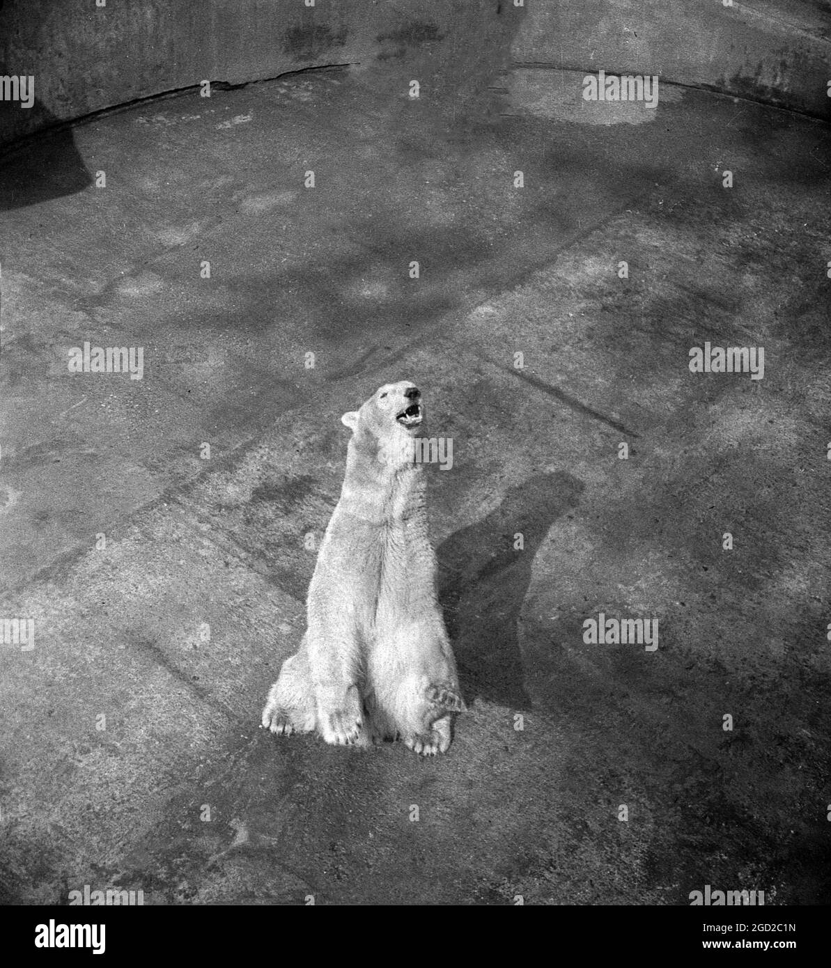1940s, historical, outside in his enclosure at Dudley Zoo in the grounds of the ruins of Dudley Castle, England, UK, a polar bear looking up. The first poplar bears, known as Frankie and Johnny, arrived at the zoo in 1937. Stock Photo
