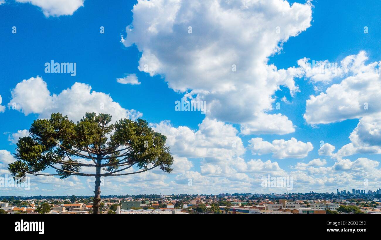 Blue sky between white clouds, in the lower left corner a tree (Araucaria angustifolia) tree symbol of the state of Paraná, southern region of Brazil, Stock Photo