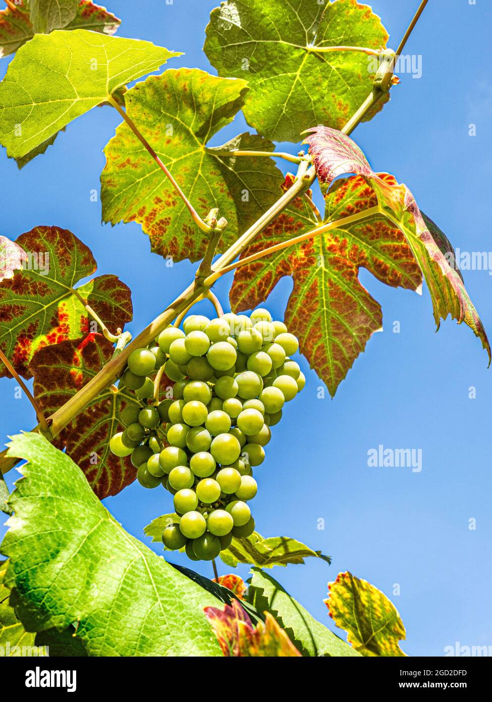 Boskoop Glory Grapes ripening on the vine against a sunny blue sky Grape 'Boskoop Glory' is an old, extremely reliable variety of grape, growing in UK Stock Photo