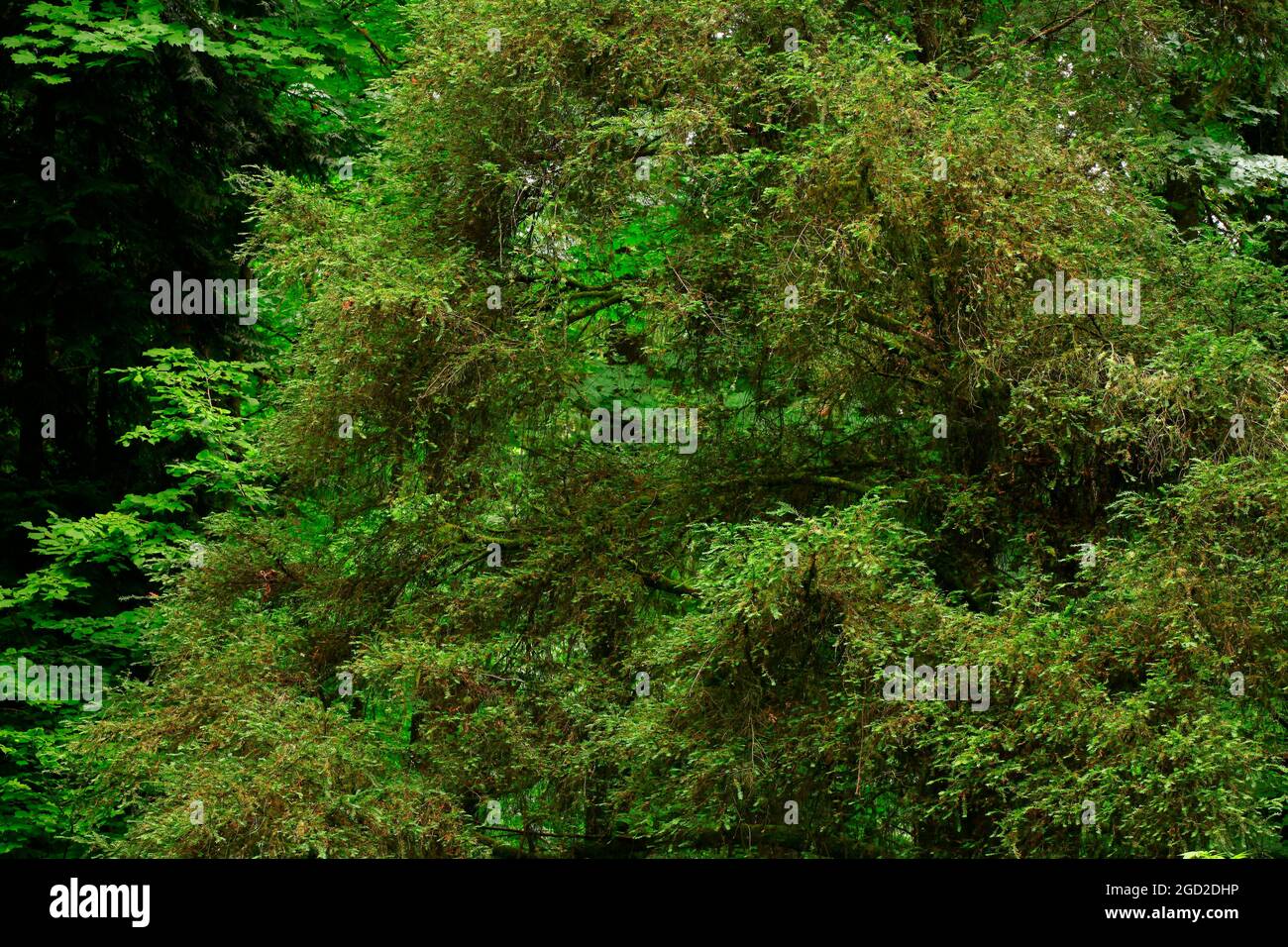 a exterior picture of an Pacific Northwest with a Red willow tree Stock