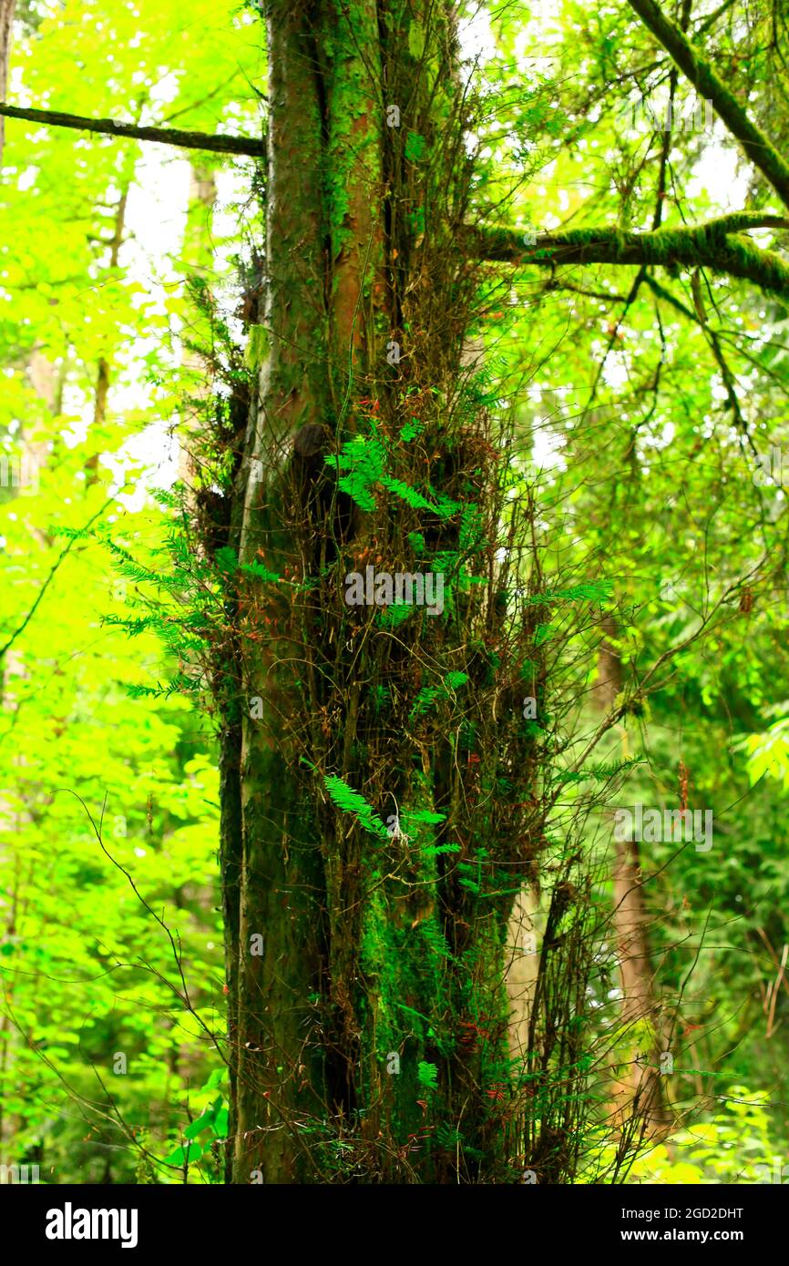 a exterior picture of an Pacific Northwest forest with Red alder trees Stock Photo