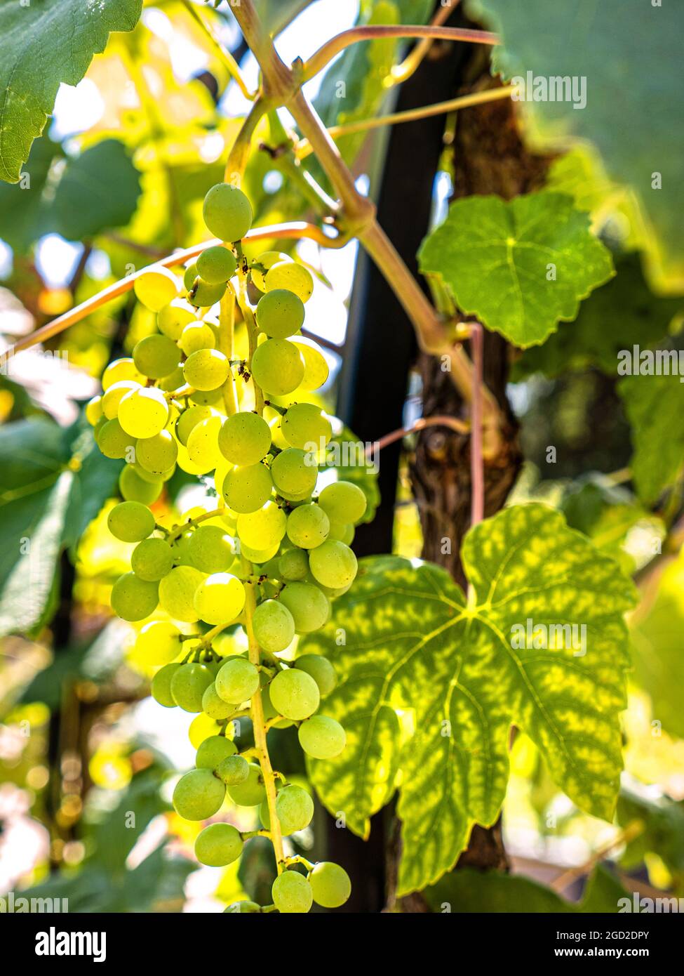 Himrod Grapes ripening on the vine in perfect sunny conditions Deciduous vine with deep green foliage. Grown for seedless sweet dessert grapes. Stock Photo