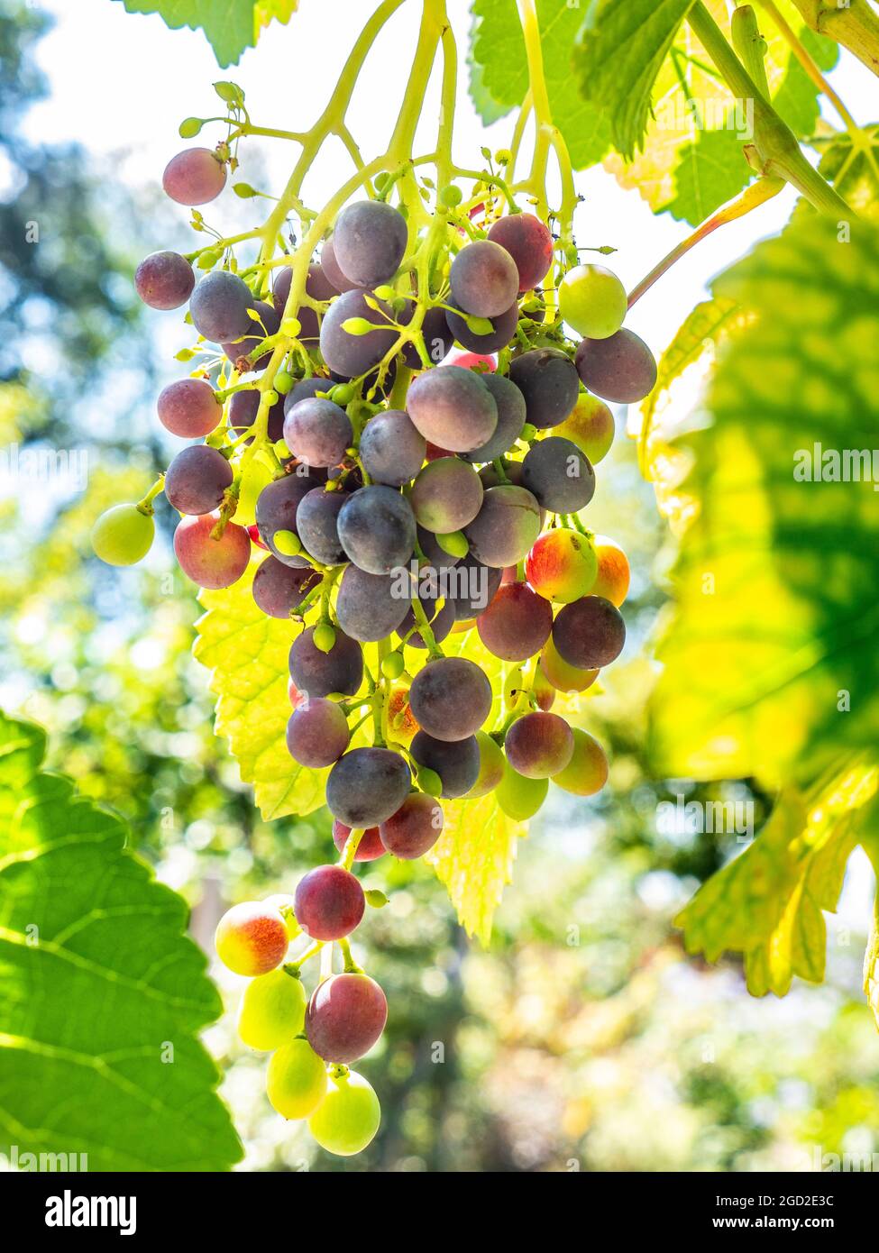Gagarin Blue Grapes ripening on the vine in perfect conditions Vitis “Gagarin Blue” is a red-seeded grape for dessert use or wine a hardy Russian type Stock Photo