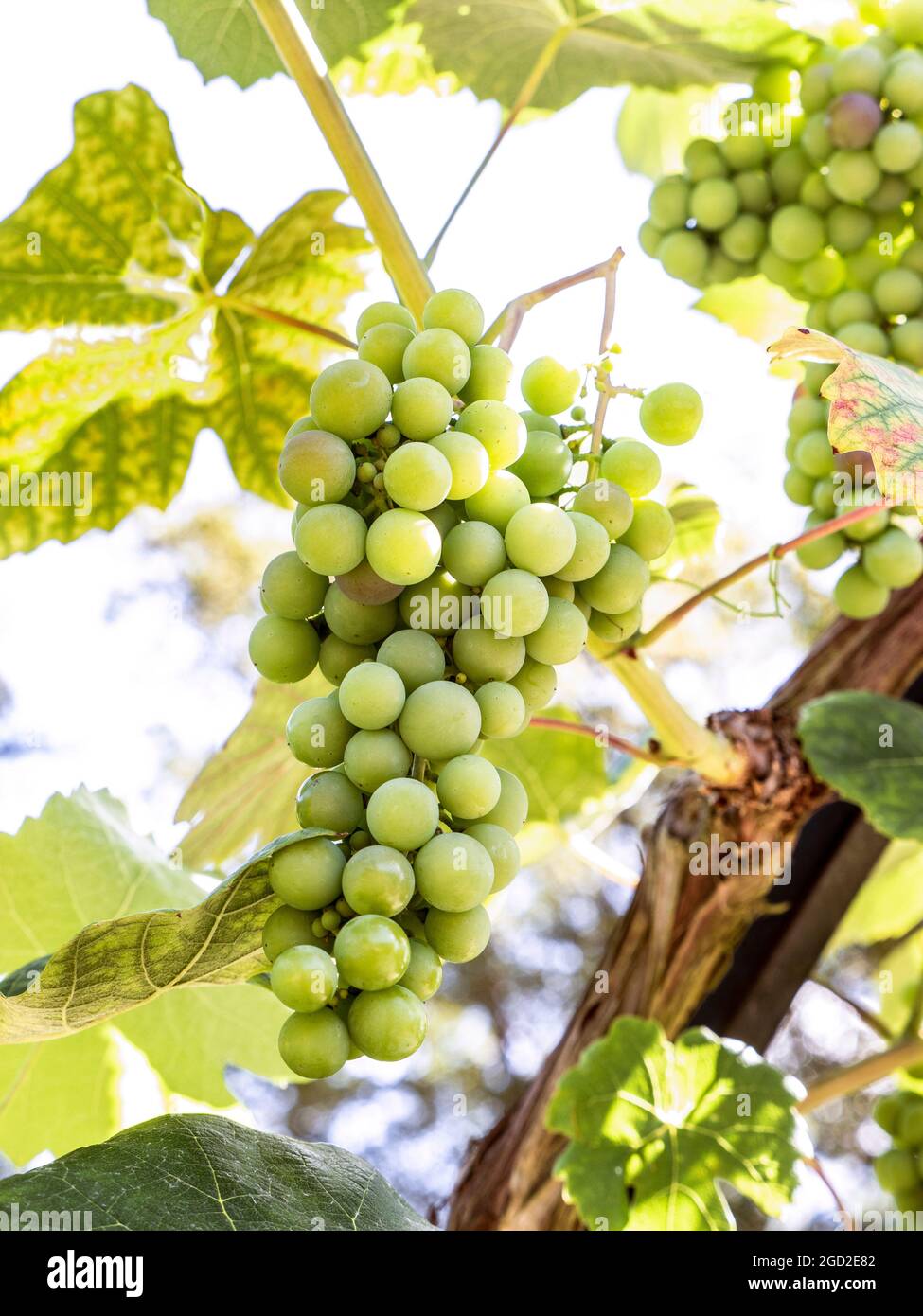 Schuyler Grapes ripening on the vine in perfect sunny conditions Schuyler ripening bunch of grapes, hybrid wine & table grape Stock Photo