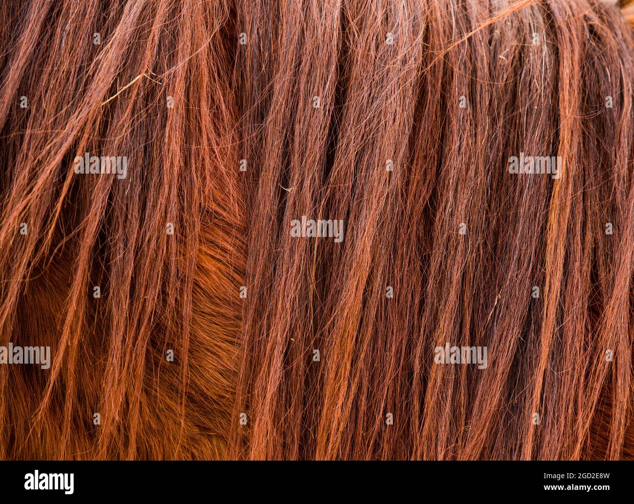 brown horse fur and mane texture or backgrounde Stock Photo