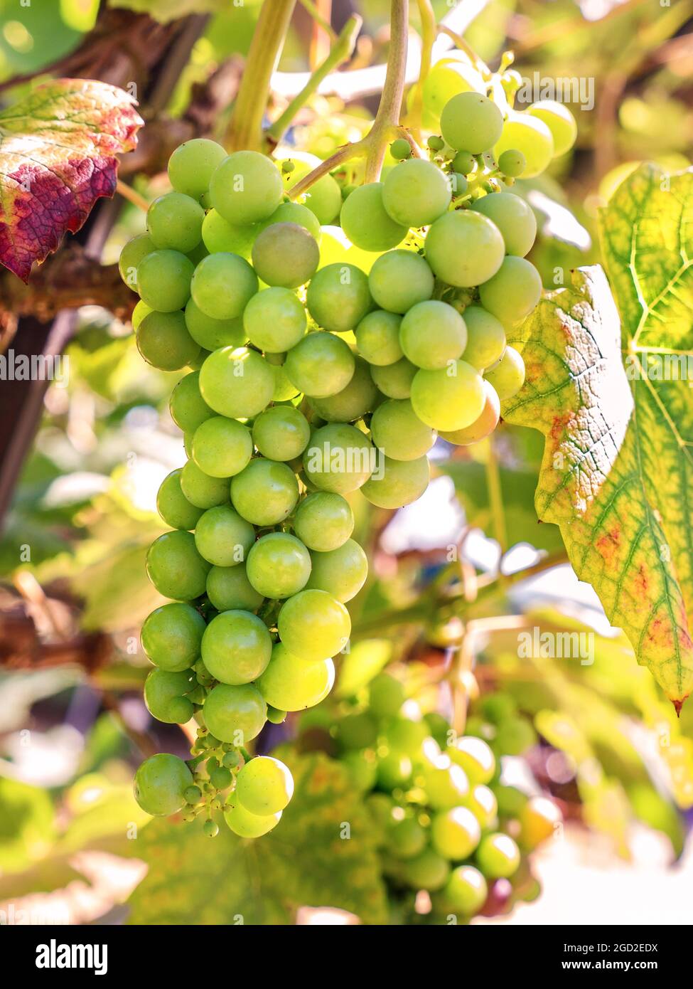 Schuyler Grapes ripening on the vine in perfect sunny conditions Stock Photo