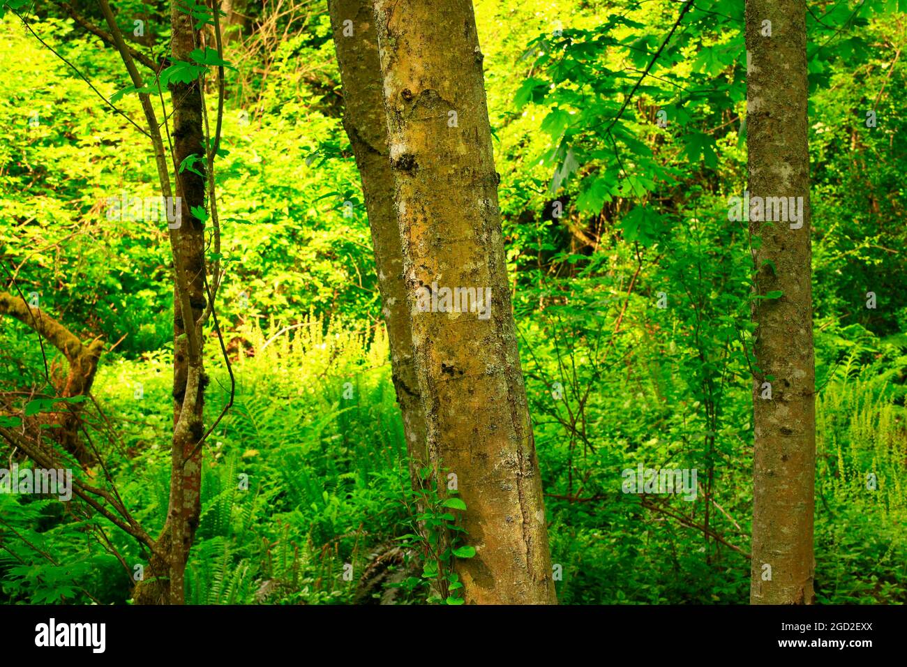 a exterior picture of an Pacific Northwest forest with Red alder trees Stock Photo