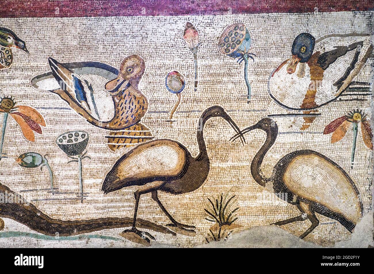 Nilotic scene detail Mosaic threshold in opus vermiculatum made from polychrome tesserae. situated in the central intercolumnation, the mosaic depicts Nilotic fauna with ibis and ducks swimming in the river among aquatic plants Pompeii, Casa del Fauno (House of the Faun) - Late 2nd - early 1st century BC Stock Photo