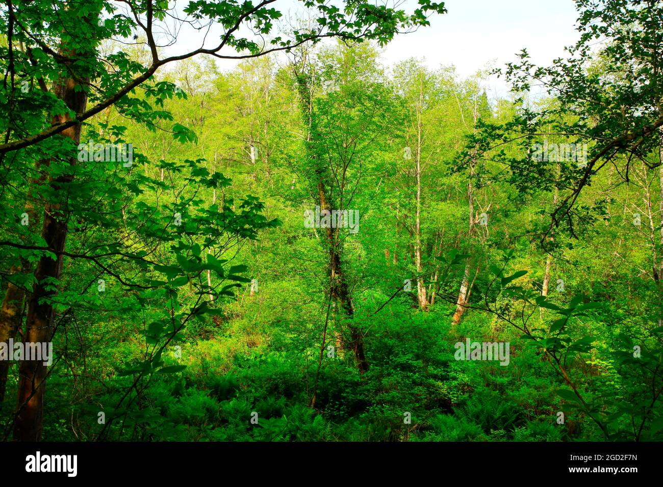 a exterior picture of an Pacific Northwest forest with Red alder trees Stock Photo