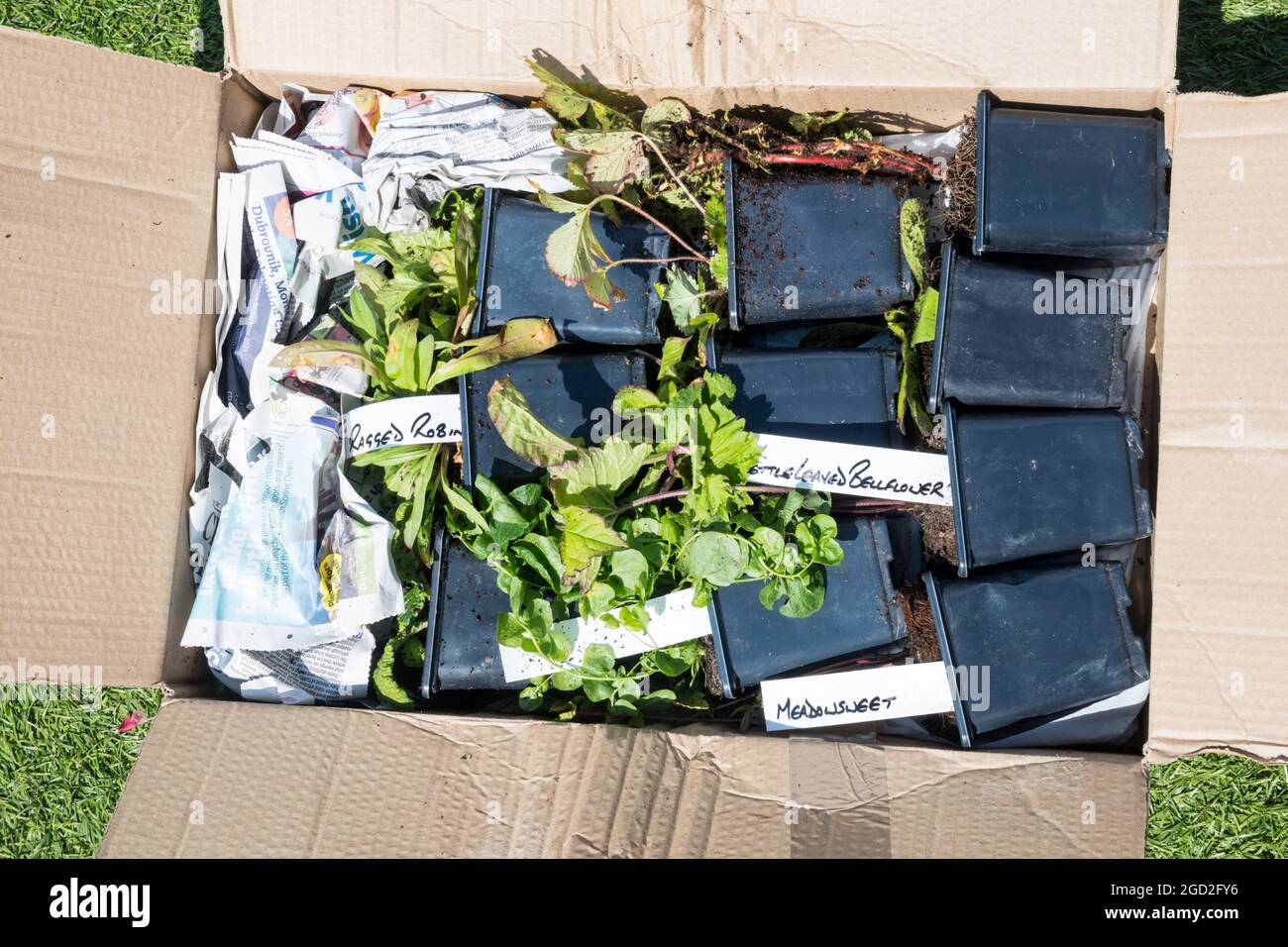 An opened box of wild flower plants ordered over the internet and delivered by post. Stock Photo
