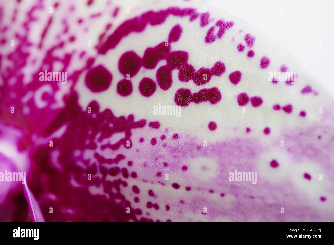 Purple dots flower orchid leaf  macro close up view Stock Photo
