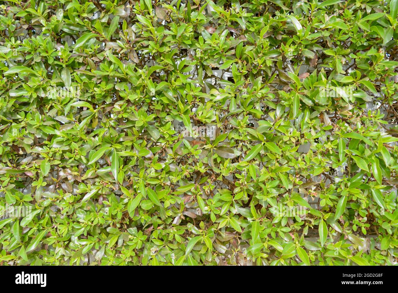 Natural green leaves wall background. Stock Photo