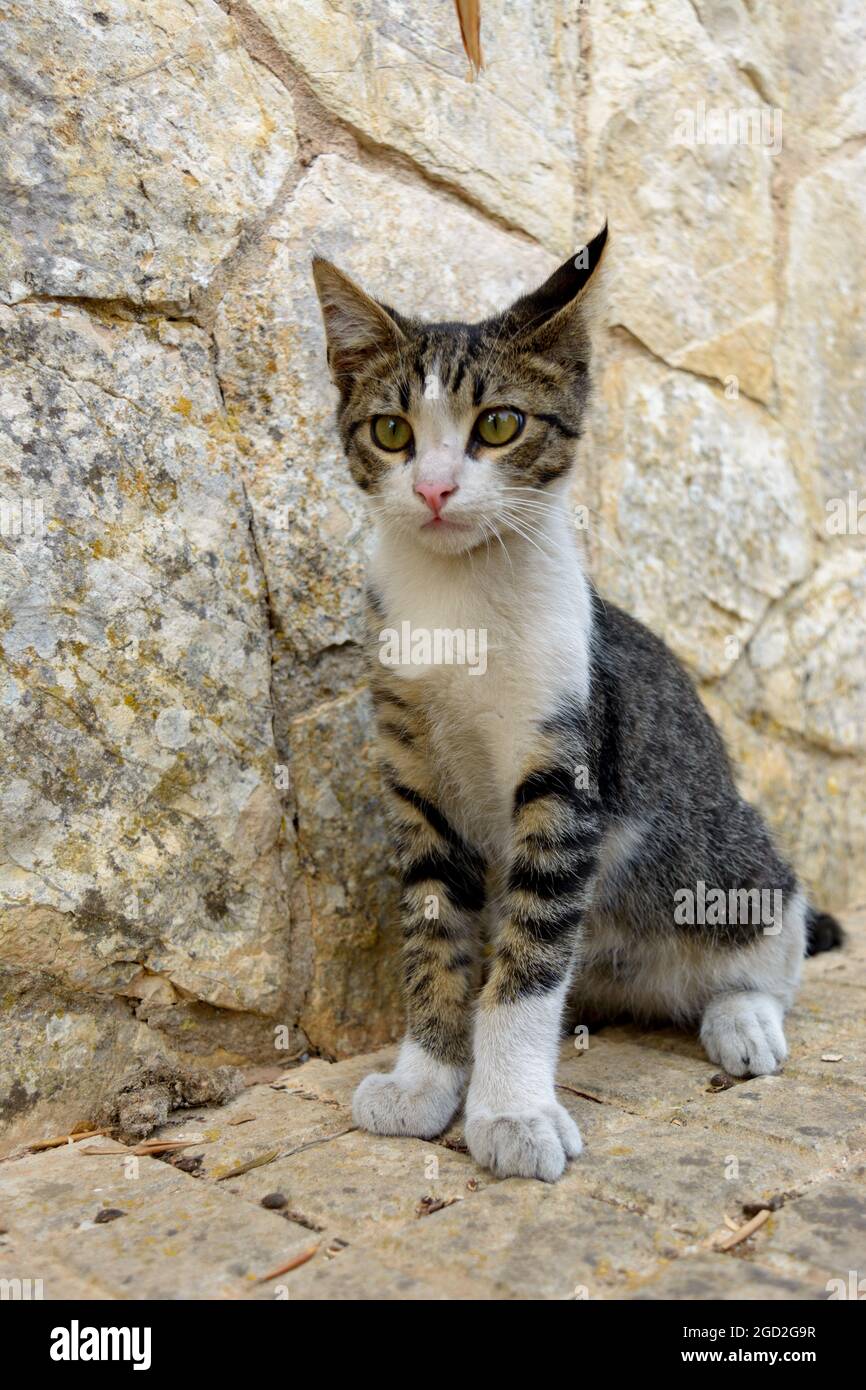 portrait of young gray tabby shorthair cat, european common cat Stock ...