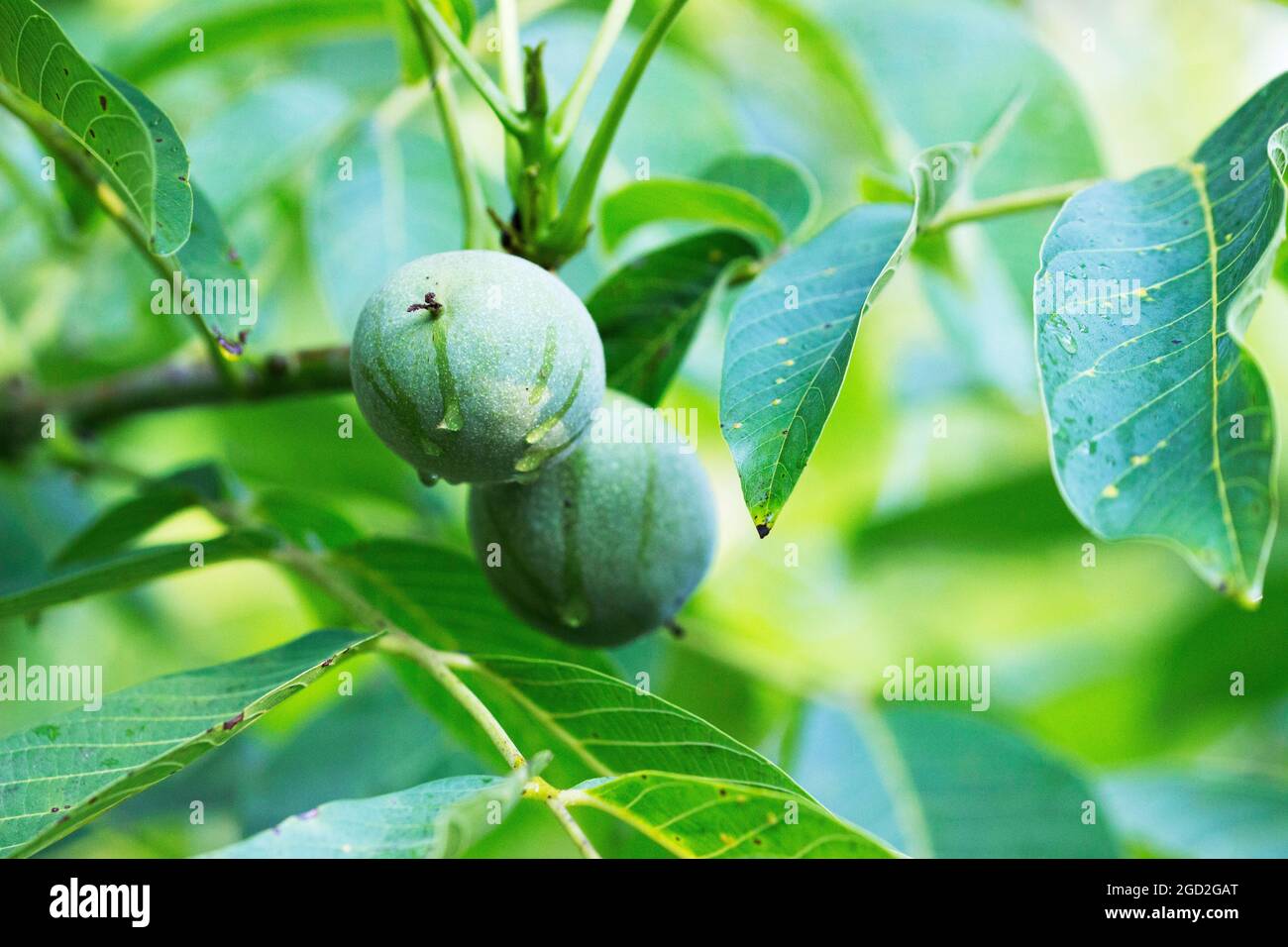 Walnuts in a green shell and leaves on a branch. Stock Photo