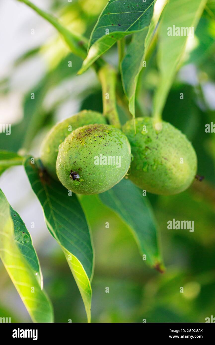 Walnuts in a green shell and leaves on a branch. Stock Photo