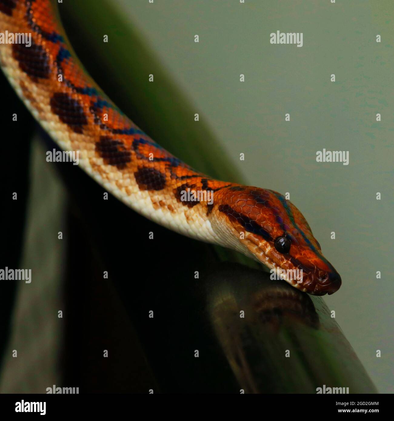 Snake scale hi-res stock photography and images - Alamy
