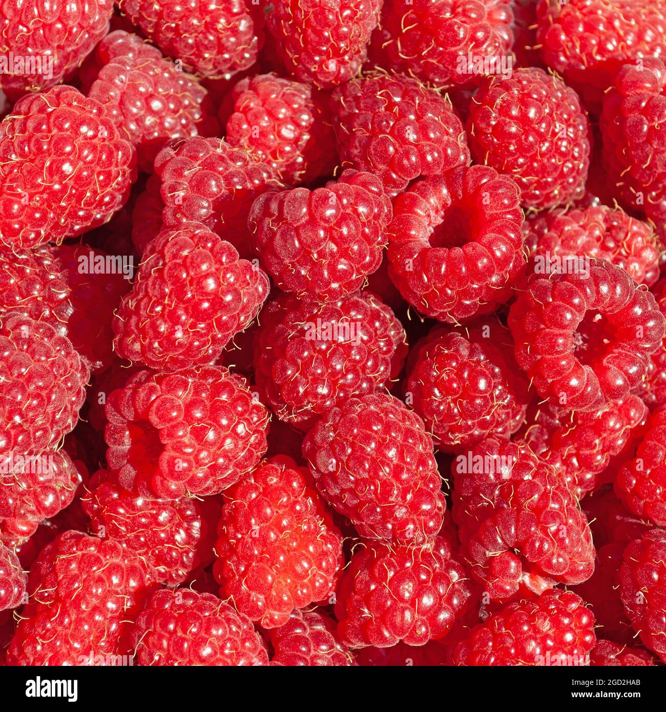 Freshly picked raspberries in a close-up Stock Photo