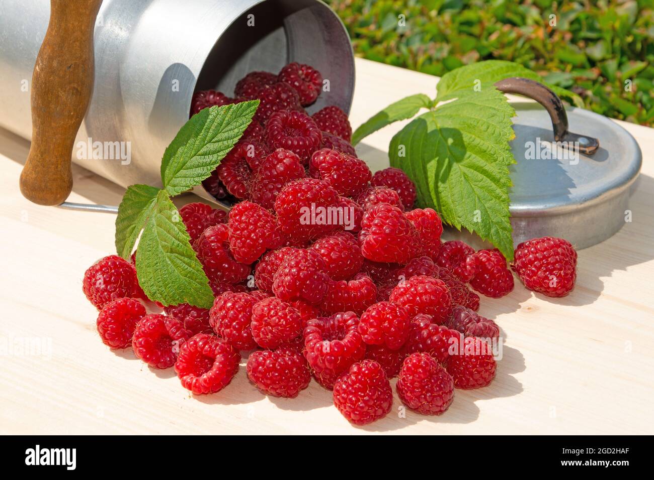 Freshly picked raspberries in a jug Stock Photo