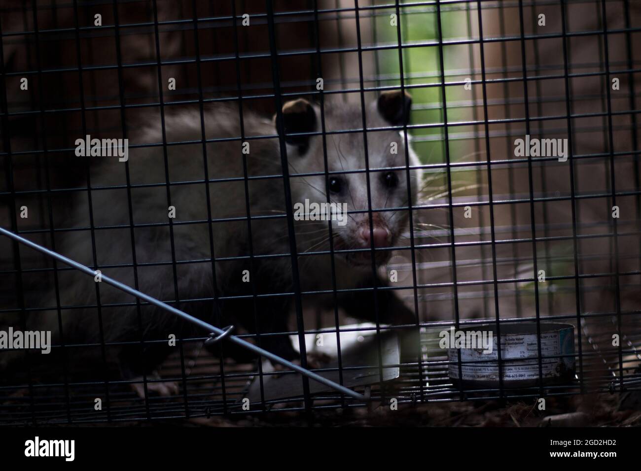 https://c8.alamy.com/comp/2GD2HD2/opossum-caught-in-cage-live-trap-pest-control-wild-animal-trapping-and-relocating-2GD2HD2.jpg