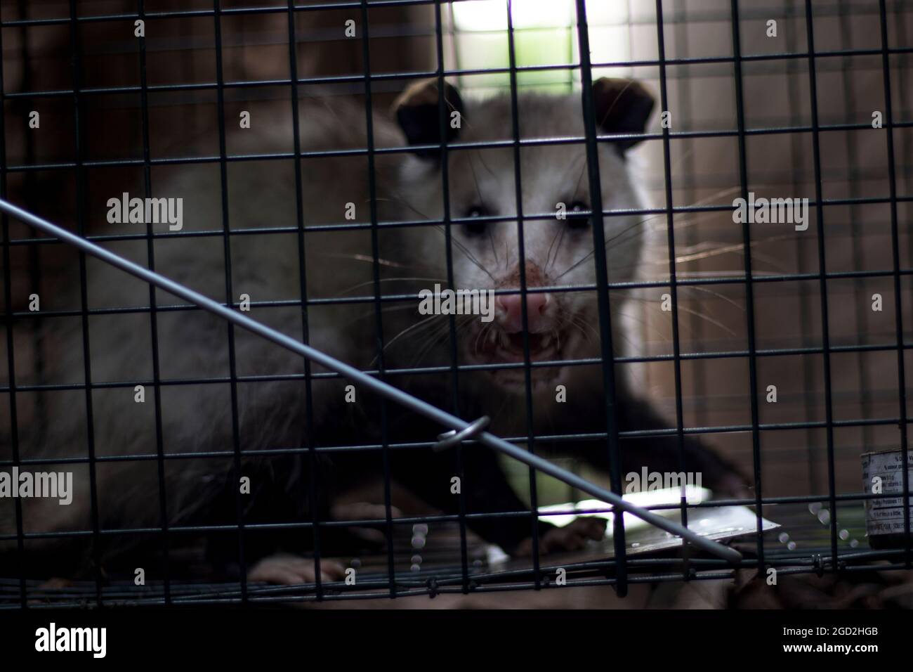 Cat & Possum Cage Trap - NoPests