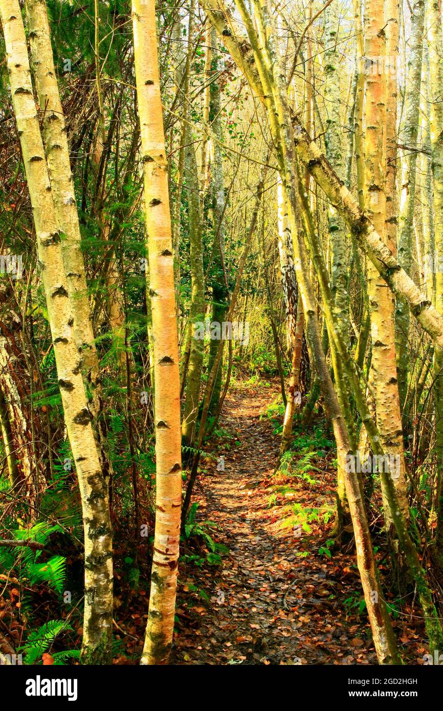 a exterior picture of an Pacific Northwest forest with Red alder trees Stock Photo