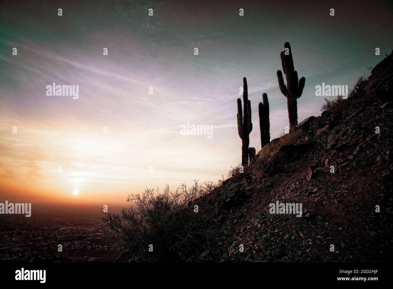 Saguaro cactus mark the skyline on Piestewa Peak in Phoenix, Arizona. Stock Photo