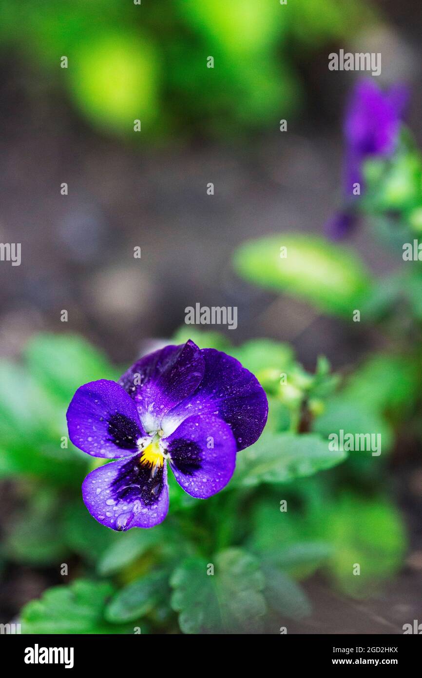 Flowers and buds of viola tricolor after rain on the background of a flower bed. Stock Photo