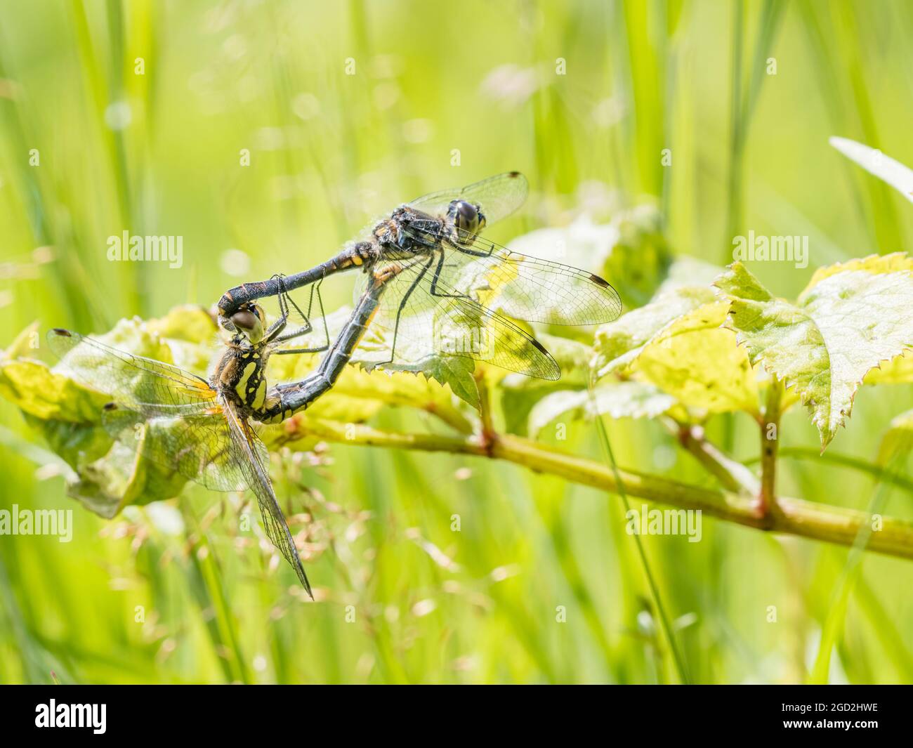 Black darter dragonflies mating on a sunny summers day in mid Wales Stock Photo
