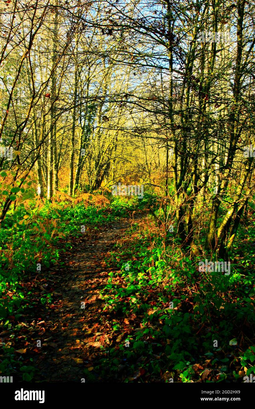 a exterior picture of an Pacific Northwest forest trail Stock Photo Alamy
