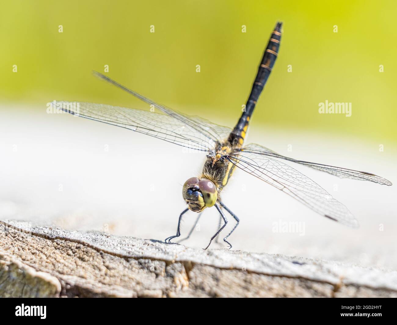 Black darter dragonfly 'skypointing' on a sunny summers day in mid Wales Stock Photo