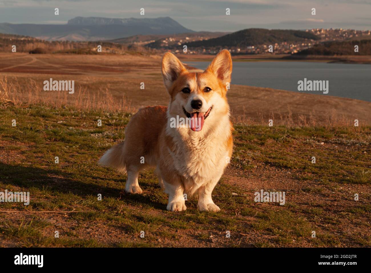 One cute pembroke welsh corgi looks and smiles at the camera against the background of the mountain in the sunset light. Hiking in the mountains Stock Photo