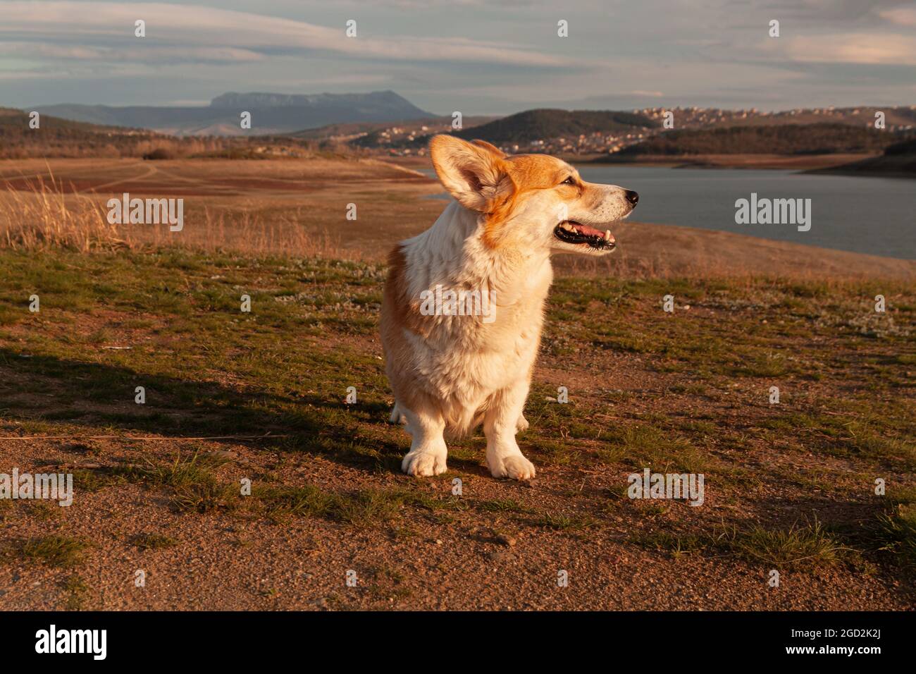 One cute pembroke welsh corgi looks and smiles at the camera against the background of the mountain in the sunset light. Hiking in the mountains Stock Photo