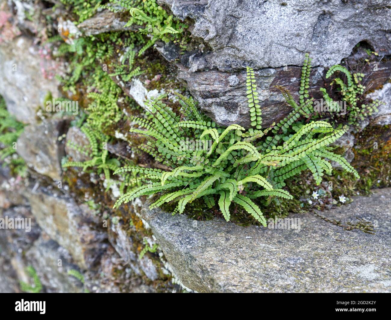 an alpine grass called 'stonesplitter' -Ceterach officinarum- grows on a granite slope. Stock Photo
