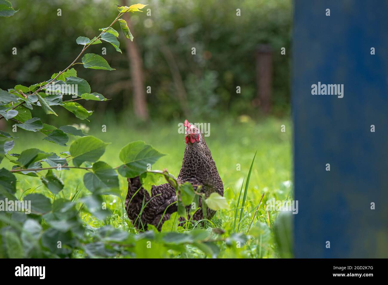 brown hen at the tree branches with leaves and a blue metal box and stands in the salt hall and looks directly at the photographer as if posing for hi Stock Photo