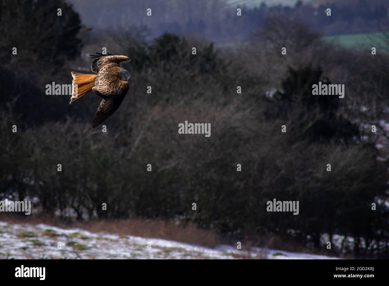 Red Kite in Flight UK Stock Photo