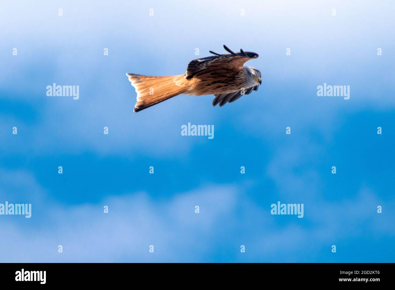 Red Kite in Flight UK Stock Photo