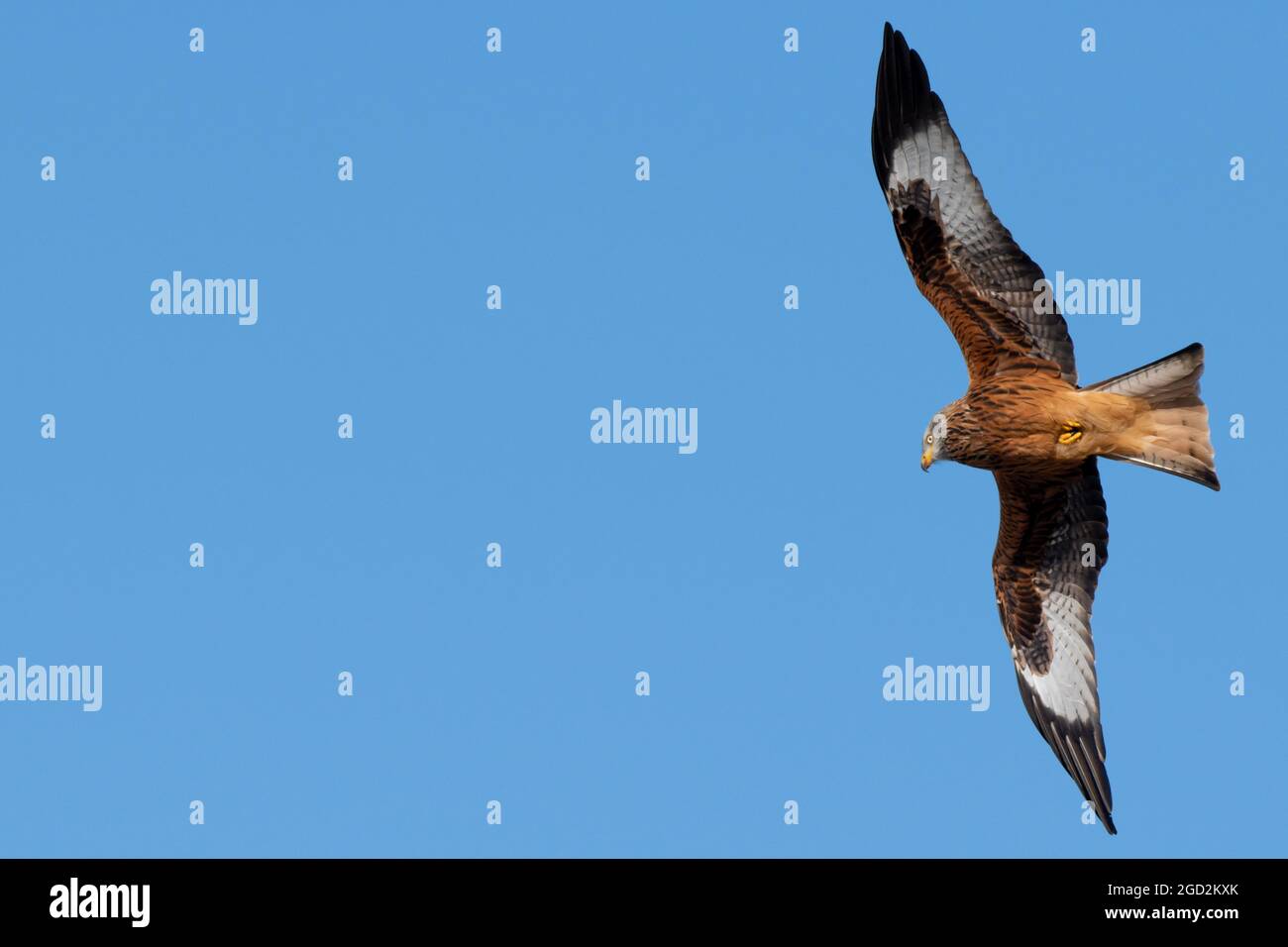 Red Kite in Flight UK Stock Photo